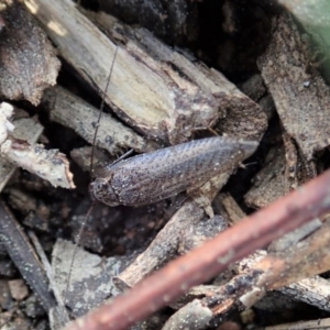 Ectobiidae sp. (family) at Cook, ACT - 1 Sep 2020