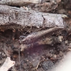 Ectobiidae sp. (family) at Cook, ACT - 1 Sep 2020