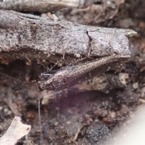 Ectobiidae sp. (family) at Cook, ACT - 1 Sep 2020