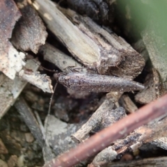 Ectobiidae sp. (family) at Cook, ACT - 1 Sep 2020