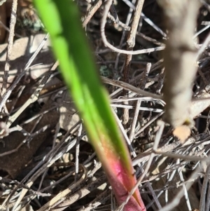 Thelymitra sp. at Stromlo, ACT - suppressed