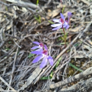 Cyanicula caerulea at Stromlo, ACT - suppressed