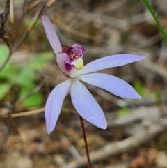 Cyanicula caerulea (Blue Fingers, Blue Fairies) at Denman Prospect, ACT - 4 Sep 2020 by AaronClausen