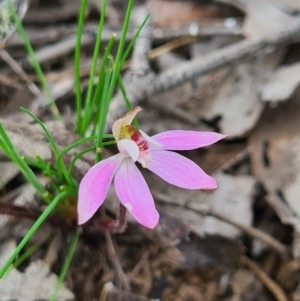 Caladenia fuscata at Denman Prospect, ACT - suppressed