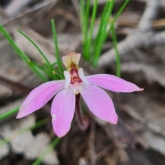 Caladenia fuscata at Denman Prospect, ACT - suppressed