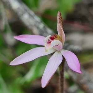 Caladenia fuscata at Denman Prospect, ACT - 5 Sep 2020