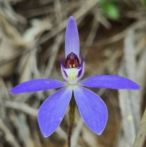 Cyanicula caerulea at Denman Prospect, ACT - suppressed