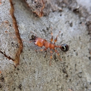 Podomyrma gratiosa at Cook, ACT - 1 Sep 2020