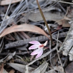 Caladenia fuscata (Dusky Fingers) at Holt, ACT - 29 Aug 2020 by CathB