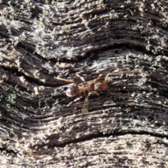 Tapinoma sp. (genus) (Dwarf Pedicel Ant) at Aranda Bushland - 29 Aug 2020 by CathB