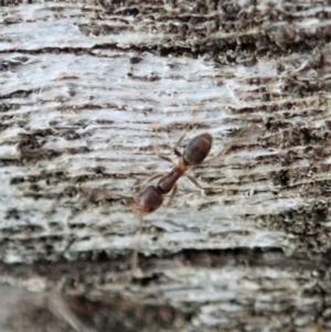 Tapinoma sp. (genus) at Holt, ACT - 29 Aug 2020