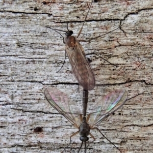 Mycetophilidae (family) at Holt, ACT - 29 Aug 2020