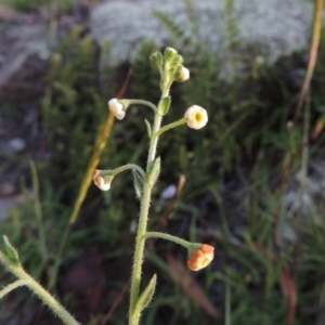 Hackelia suaveolens at Banks, ACT - 31 Mar 2020