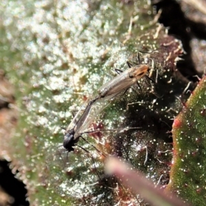 Chironomidae (family) at Cook, ACT - 2 Sep 2020