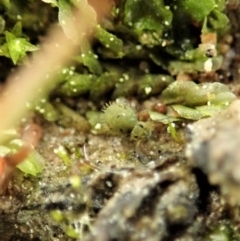 Symphypleona sp. (order) (Globular springtail) at Cook, ACT - 2 Sep 2020 by CathB