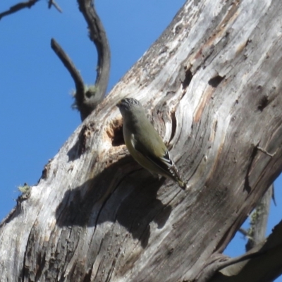 Pardalotus striatus (Striated Pardalote) at Mount Clear, ACT - 2 Sep 2020 by RobParnell