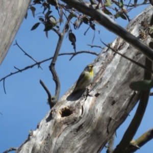 Pardalotus striatus at Mount Clear, ACT - 2 Sep 2020