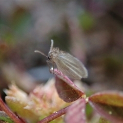 Psychodidae sp. (family) at Cook, ACT - 2 Sep 2020