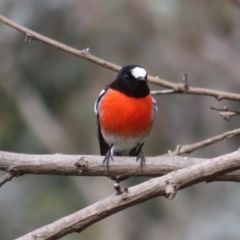 Petroica boodang (Scarlet Robin) at Booth, ACT - 2 Sep 2020 by RobParnell