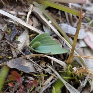 Glossodia major at Cook, ACT - 27 Aug 2020