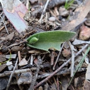 Glossodia major at Cook, ACT - 27 Aug 2020