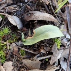 Glossodia major at Cook, ACT - 27 Aug 2020