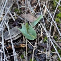 Glossodia major at Cook, ACT - 27 Aug 2020