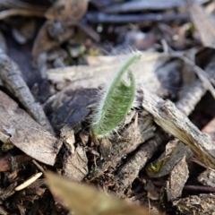 Caladenia atrovespa (Green-comb Spider Orchid) at Cook, ACT - 13 Aug 2020 by CathB