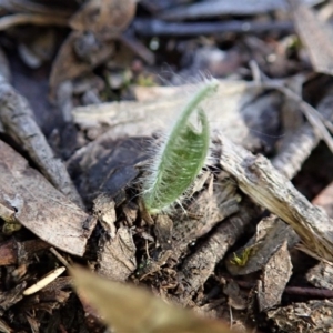 Caladenia atrovespa at Cook, ACT - 13 Aug 2020