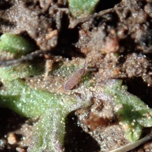 Collembola sp. (class) at Cook, ACT - 2 Sep 2020 01:45 PM