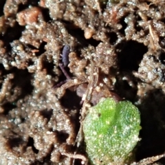 Collembola sp. (class) at Cook, ACT - 2 Sep 2020 01:45 PM