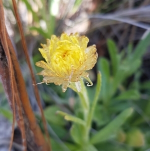 Coronidium scorpioides at Carwoola, NSW - 5 Sep 2020