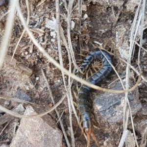 Scolopendromorpha (order) at Carwoola, NSW - 5 Sep 2020