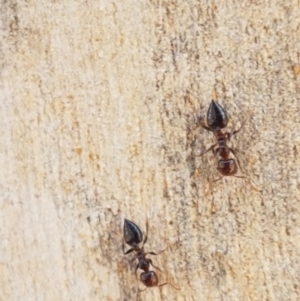 Crematogaster sp. (genus) at Carwoola, NSW - 5 Sep 2020 11:07 AM