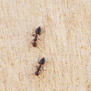 Crematogaster sp. (genus) at Carwoola, NSW - 5 Sep 2020 11:07 AM