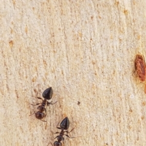 Crematogaster sp. (genus) at Carwoola, NSW - 5 Sep 2020 11:07 AM