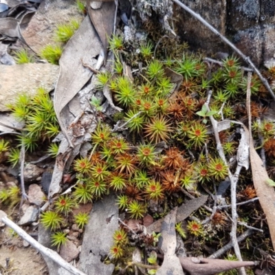 Polytrichaceae sp. (family) (A moss) at Carwoola, NSW - 5 Sep 2020 by trevorpreston