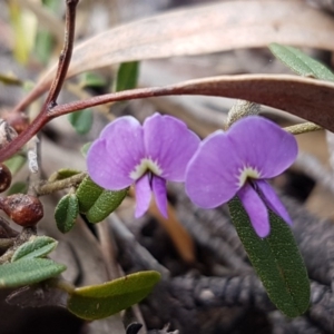 Hovea heterophylla at Carwoola, NSW - 5 Sep 2020 10:57 AM