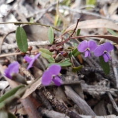 Hovea heterophylla at Carwoola, NSW - 5 Sep 2020 10:57 AM