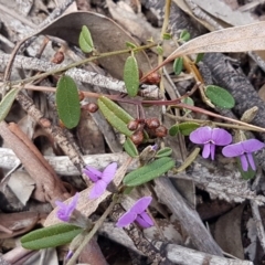 Hovea heterophylla at Carwoola, NSW - 5 Sep 2020