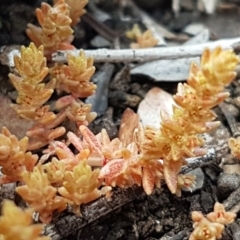 Crassula sieberiana (Austral Stonecrop) at Wanna Wanna Nature Reserve - 5 Sep 2020 by tpreston