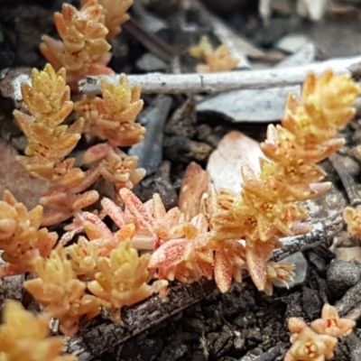 Crassula sieberiana (Austral Stonecrop) at Carwoola, NSW - 5 Sep 2020 by tpreston