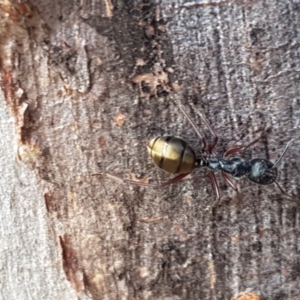 Camponotus suffusus at Carwoola, NSW - 5 Sep 2020 10:54 AM