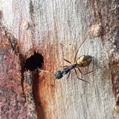 Camponotus suffusus at Carwoola, NSW - 5 Sep 2020 10:54 AM