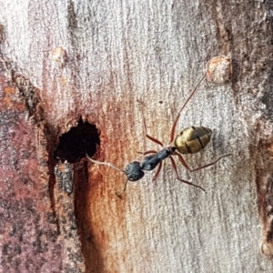 Camponotus suffusus at Carwoola, NSW - 5 Sep 2020 10:54 AM