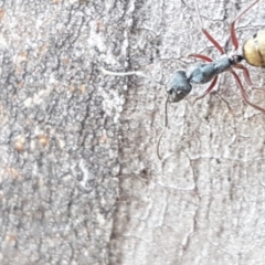 Camponotus suffusus at Carwoola, NSW - 5 Sep 2020 10:54 AM