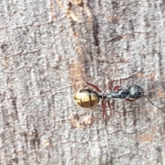 Camponotus suffusus at Carwoola, NSW - 5 Sep 2020 10:54 AM