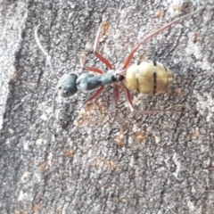 Camponotus suffusus at Carwoola, NSW - 5 Sep 2020 10:54 AM