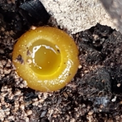 Aleurina ferruginea (Fleshy Cup Fungus) at Carwoola, NSW - 5 Sep 2020 by trevorpreston