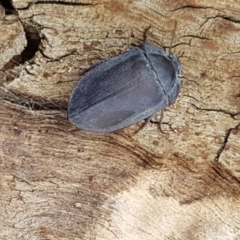 Pterohelaeus planus (Pie dish beetle) at Wanna Wanna Nature Reserve - 5 Sep 2020 by trevorpreston